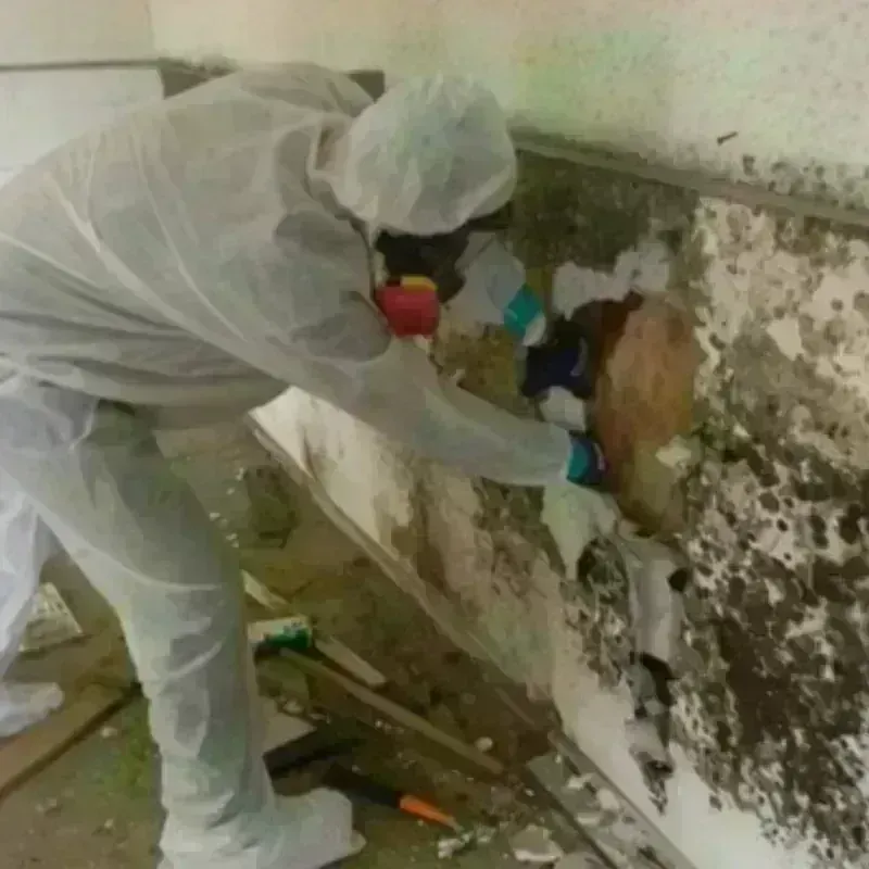 Mold Remediation and Removal in Cumberland, RI